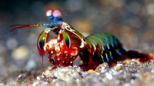 How about the Mantis Shrimp? I mean, c'mon.